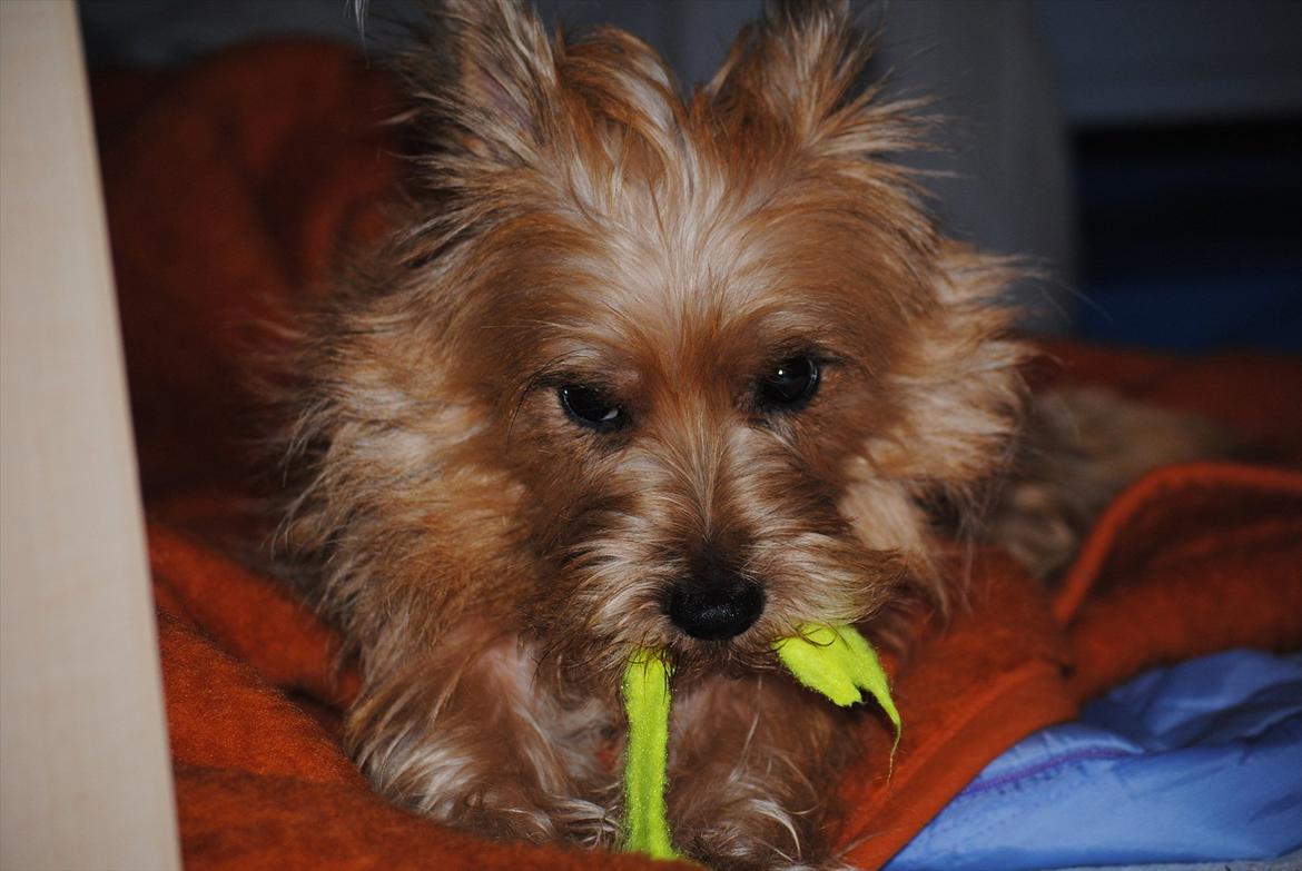 Cairn terrier Sia - Når Sias jagtgen kommer op i hende. "Min bold, og jeg vil flænse den!" haha søde hund ;) billede 19