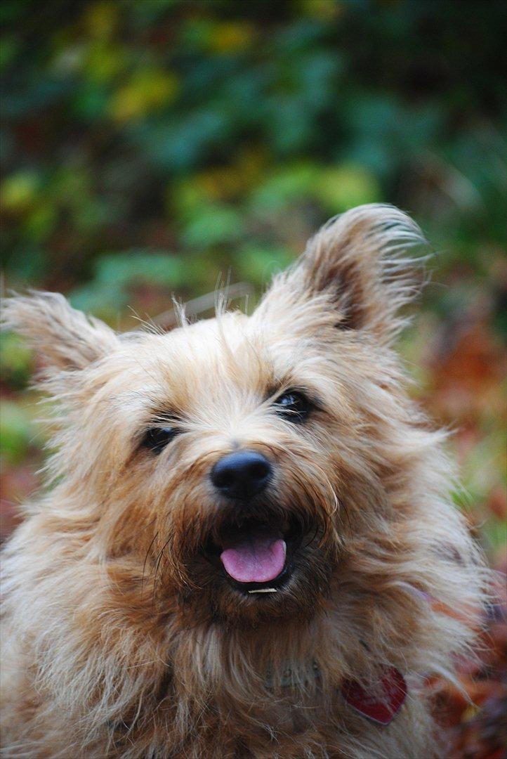 Cairn terrier Sia - skøre dejlige vovse, jeg elsker dig :* <3 billede 18