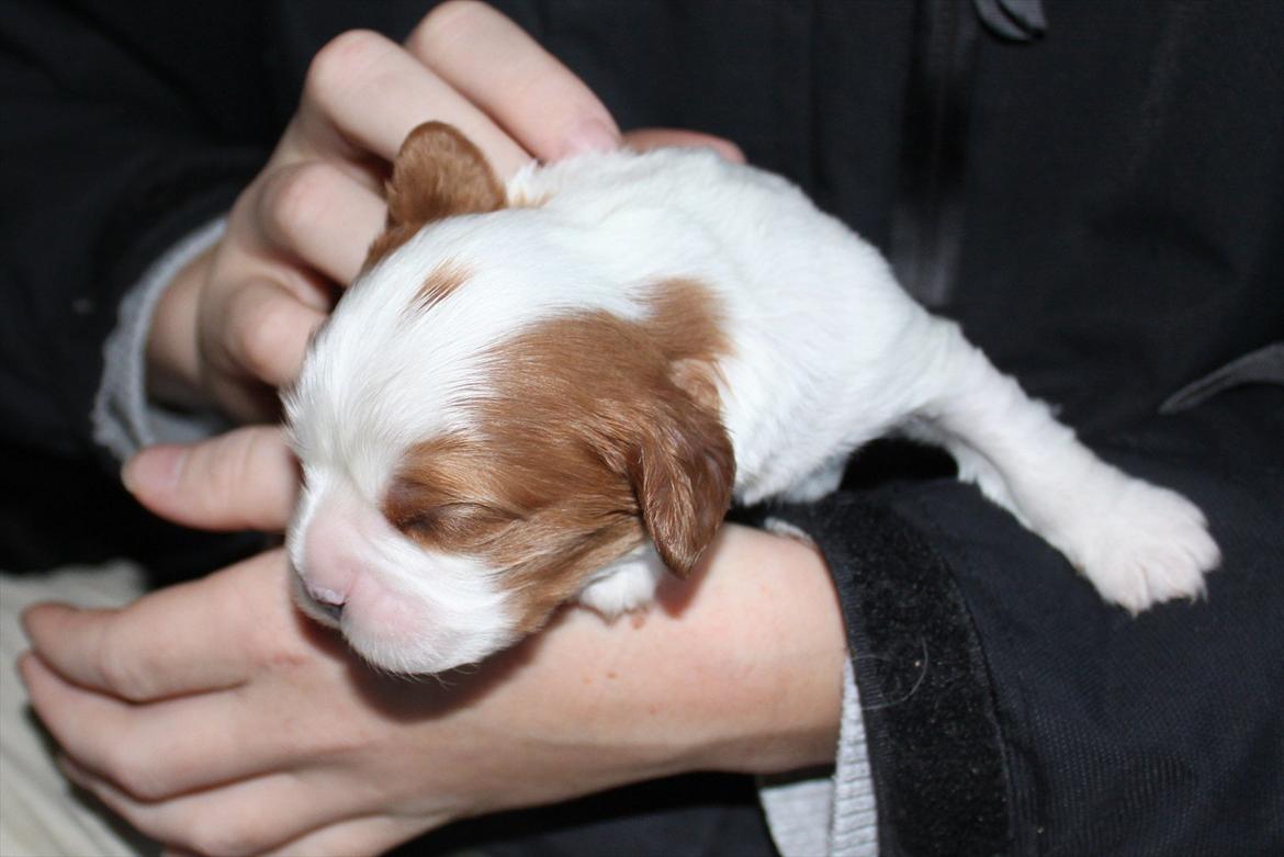 Cavalier king charles spaniel Amazing Macy - Macy 13 dage gammel billede 15