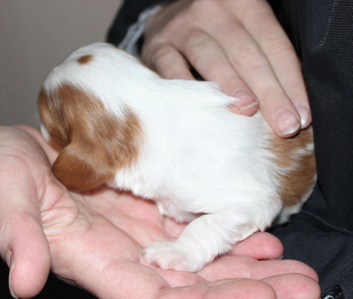 Cavalier king charles spaniel Amazing Macy - Macy 13 dage gammel billede 12