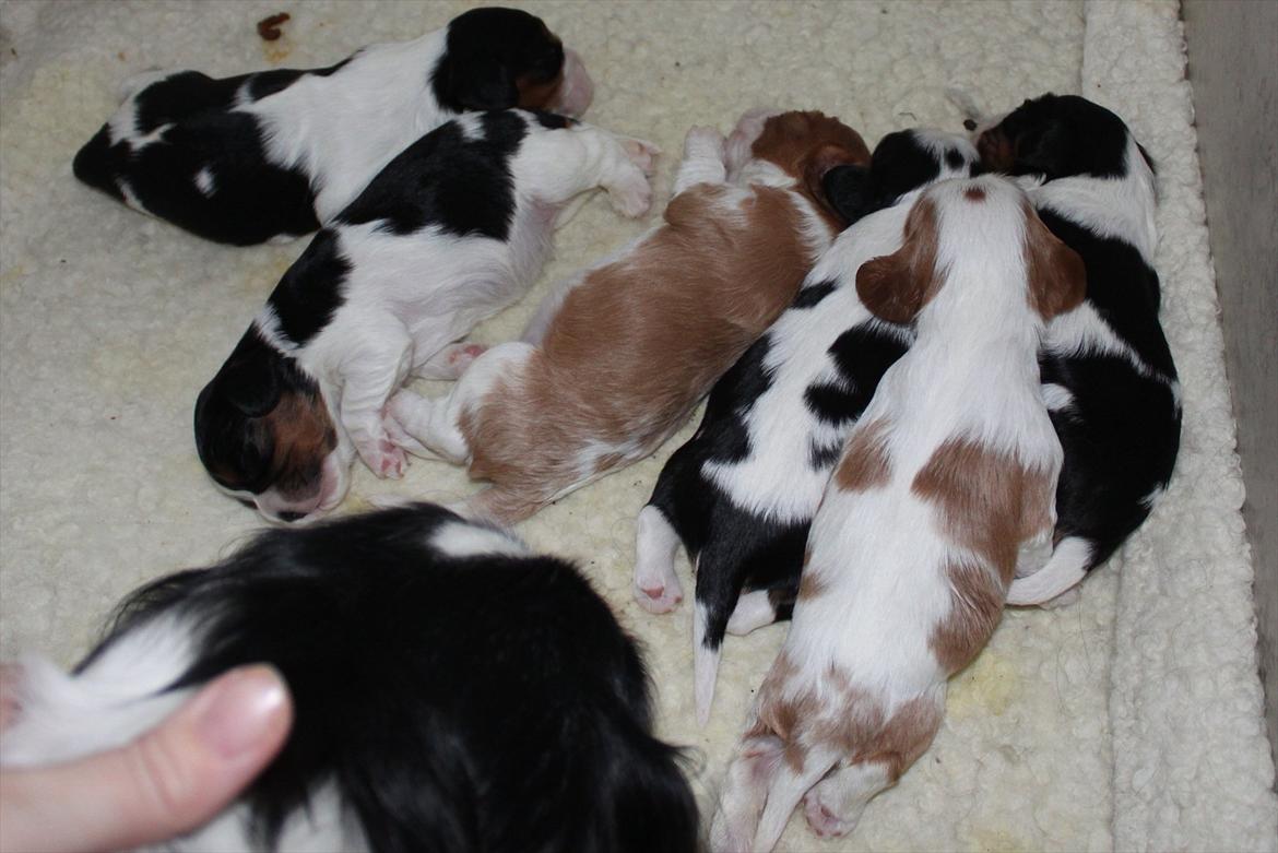 Cavalier king charles spaniel Amazing Macy - Macy og hendes 5 søskende 13 dage gamle billede 14