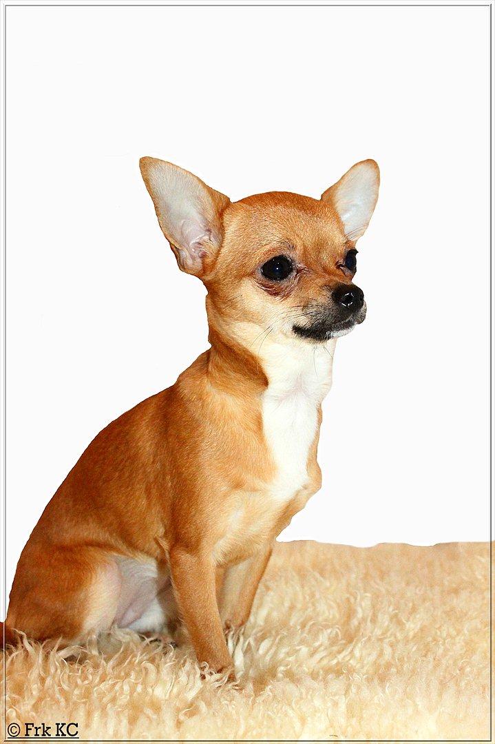 Chihuahua koda's KATA billede 1