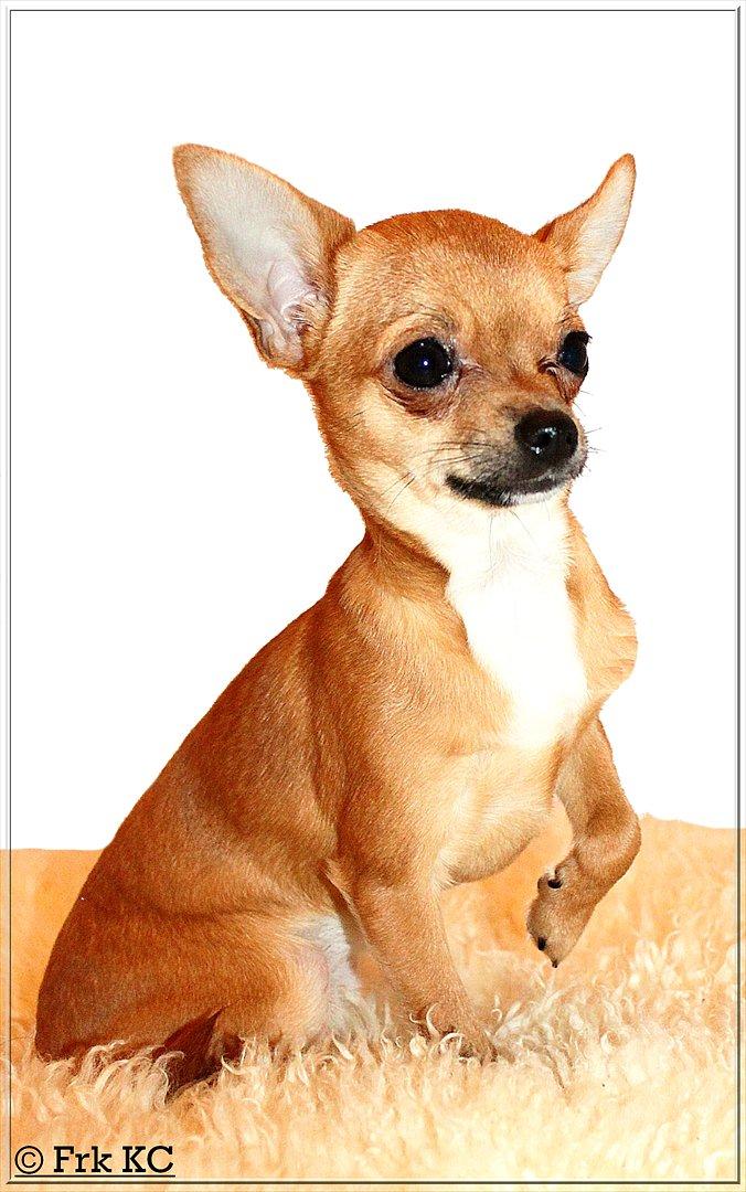 Chihuahua koda's KATA billede 2