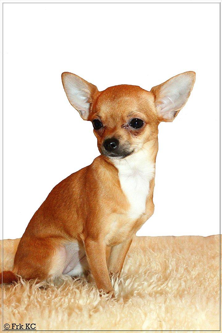 Chihuahua koda's KATA billede 3