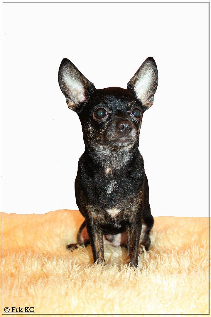 Chihuahua KODA billede 1