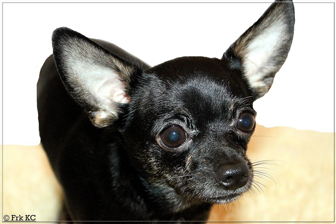 Chihuahua KODA billede 2