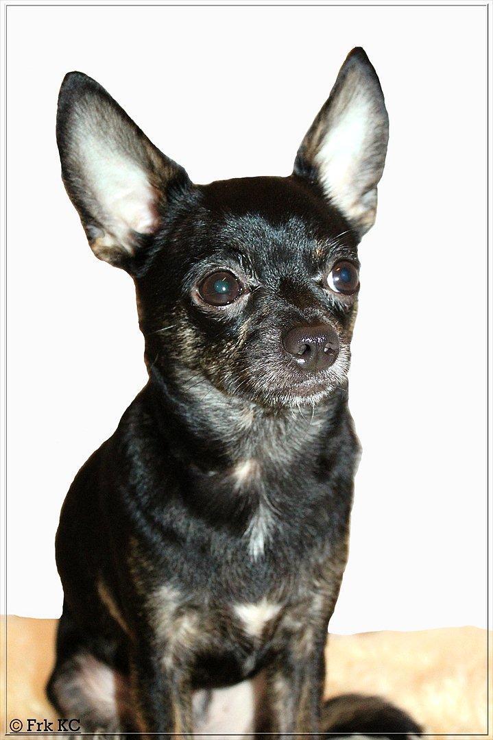 Chihuahua KODA billede 3