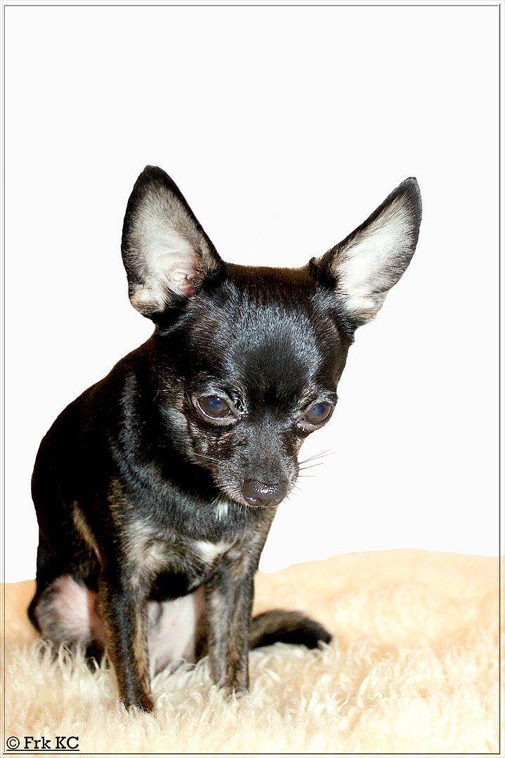 Chihuahua KODA billede 4