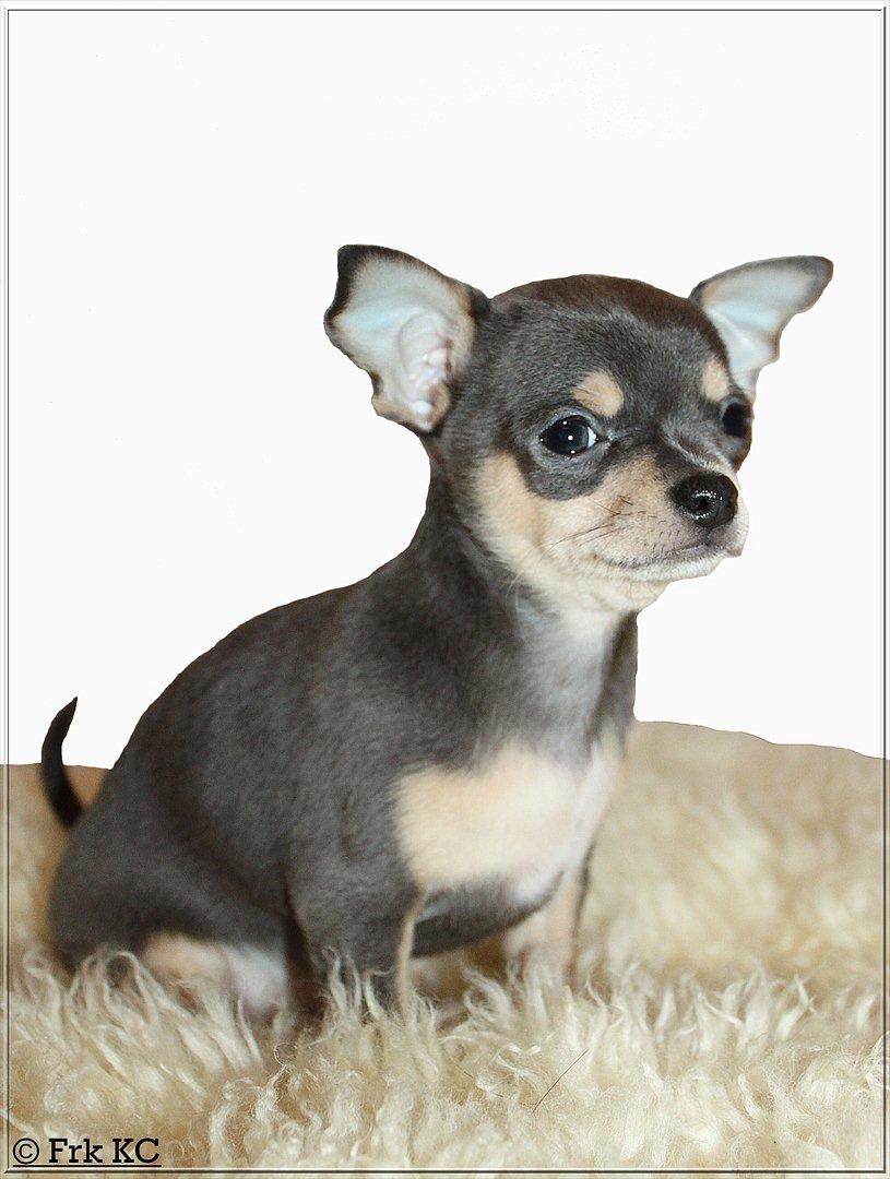 Chihuahua koda's ANGEL billede 9