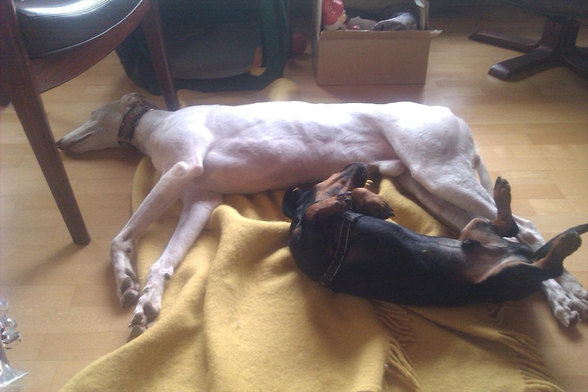 Greyhound Stouke Thunder - Thunder sover juleaftenen ud med "lillebror" Oscar.. billede 17