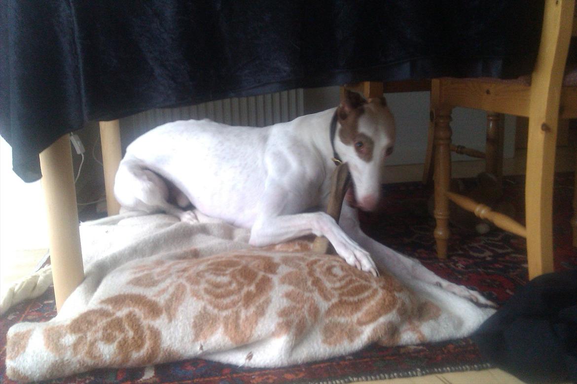 Greyhound Stouke Thunder - Nytårs tyggeben billede 18