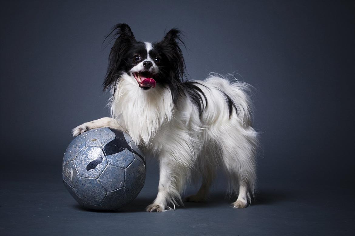 Papillon Klæstruplunds Cille - Velkommen! Her er jeg, 2 år gammel, december 2011 :-) billede 1
