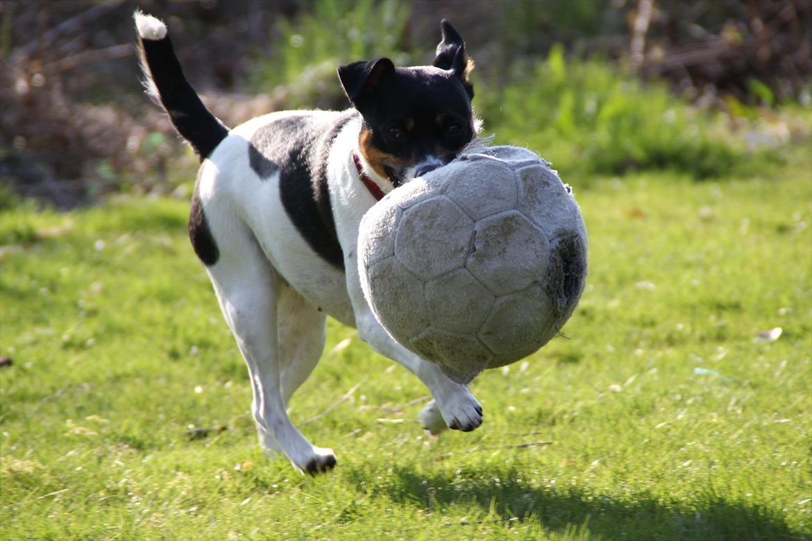 Dansk svensk gaardhund Molly - Velkommen til Molly's profil! Læg gerne en kommentar og en bedømmelse! :-) billede 1