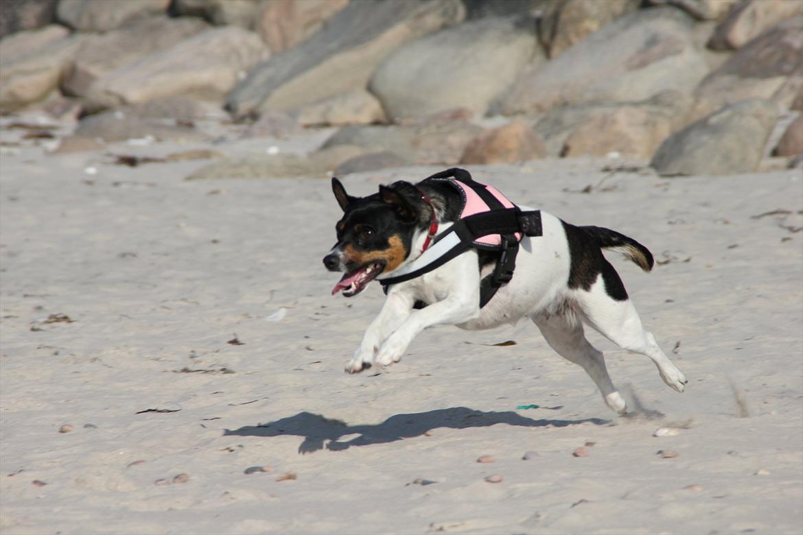 Dansk svensk gaardhund Molly - For fuld drøn! billede 2