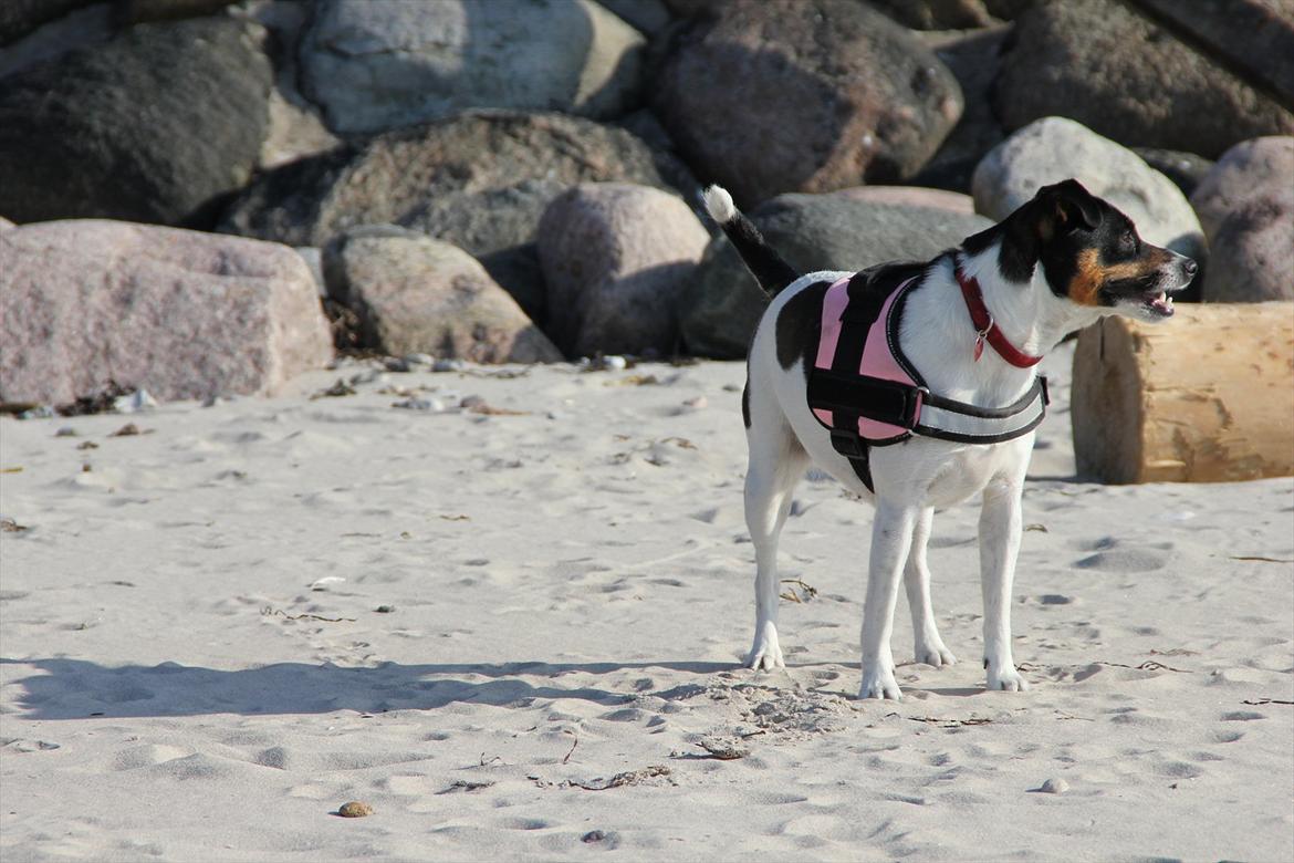 Dansk svensk gaardhund Molly billede 5