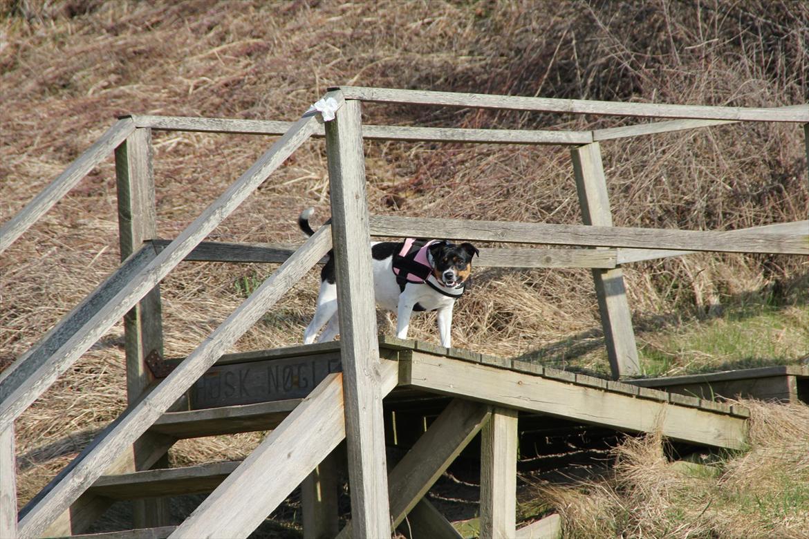 Dansk svensk gaardhund Molly - "Det kan da ikke være dit alvor at jeg skal gå helt ned af de trapper?" billede 7