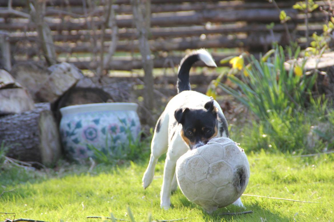 Dansk svensk gaardhund Molly billede 8