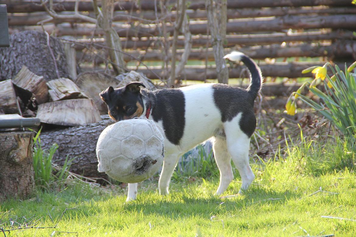 Dansk svensk gaardhund Molly - "Hej?! Bare lige så du ved det... så er det kun MIN bold!" billede 3