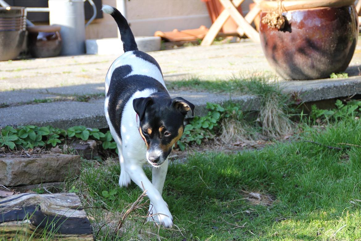 Dansk svensk gaardhund Molly billede 9