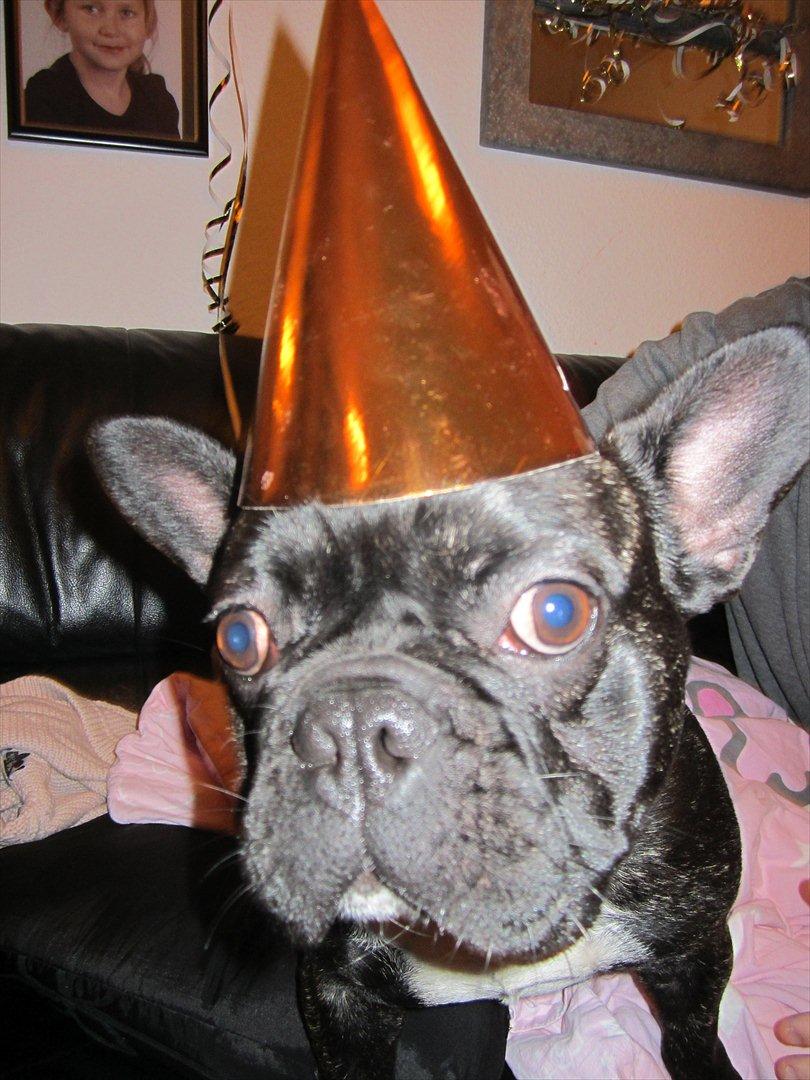 Fransk bulldog Berta <3 - damp :* - Nytårs hund :D
11/12
- 14 måneder
31.12.11 billede 15