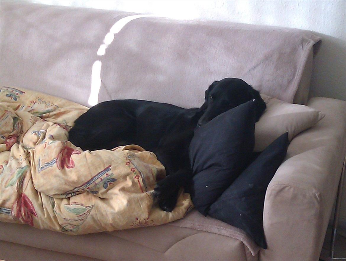 Blanding af racer Bonzo - Her sover jeg, når mor & far er gået i seng. (De ved det godt) billede 12