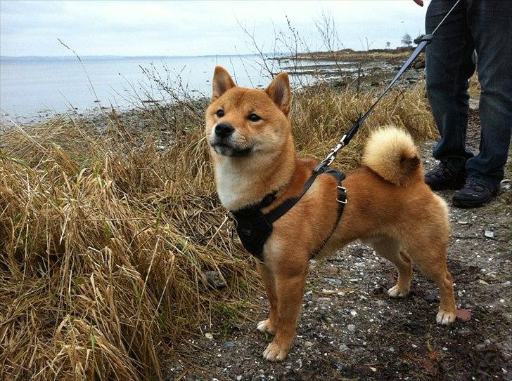 Shiba Max billede 1