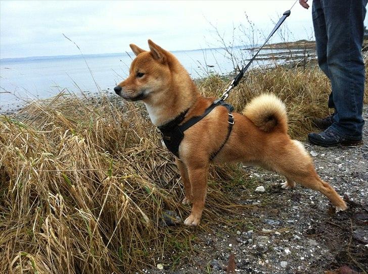 Shiba Max billede 3