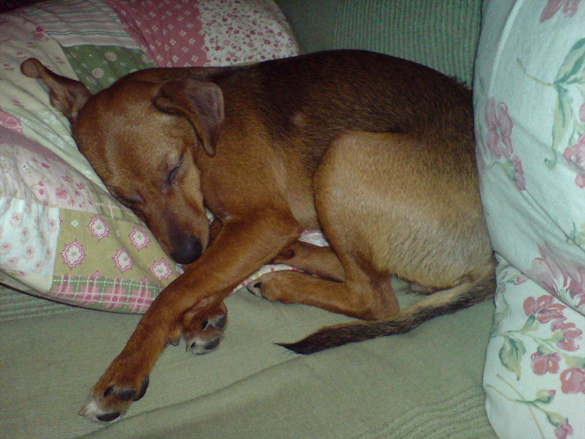 Blanding af racer Fenja - Lettest at tage billeder af når hun sover :) billede 1