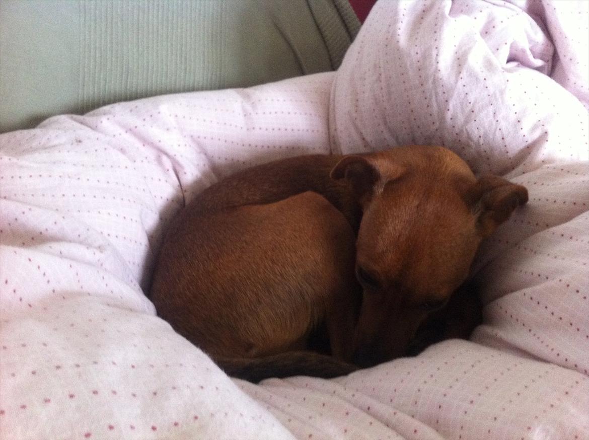 Blanding af racer Fenja billede 2