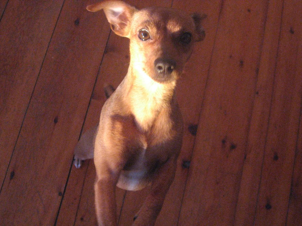 Blanding af racer Fenja billede 3