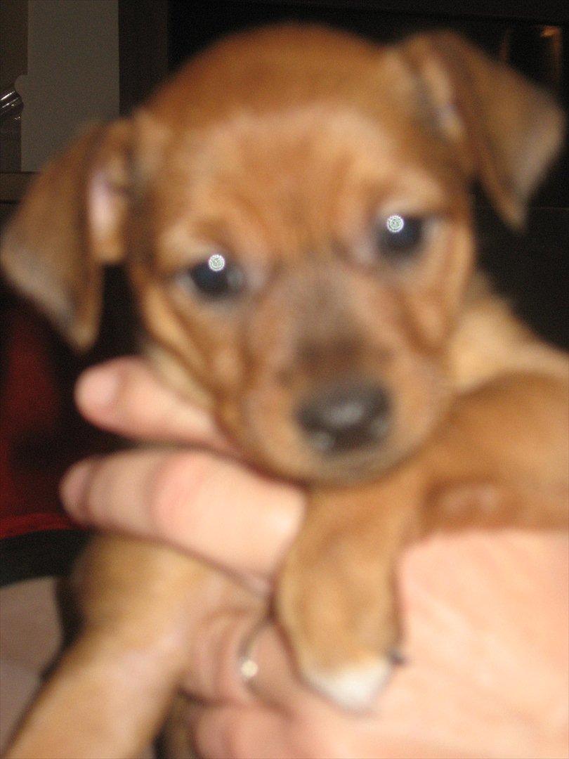 Blanding af racer Fenja - Omkring 6 uger billede 4