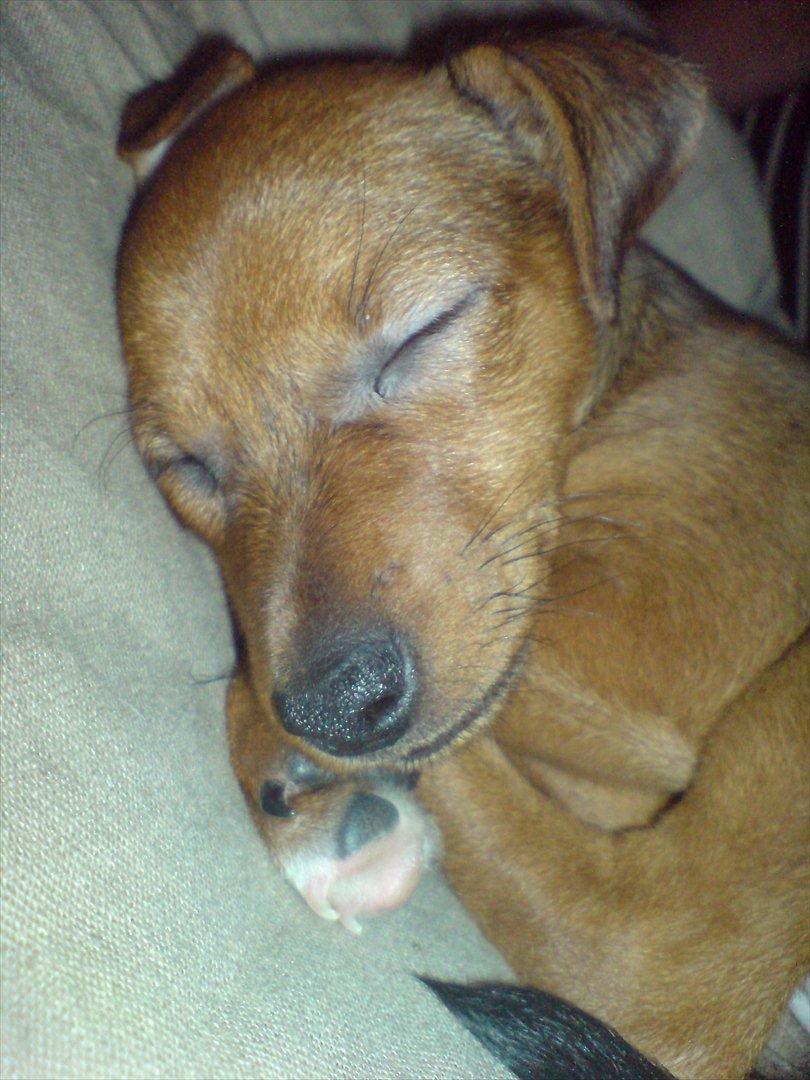 Blanding af racer Fenja - Ca 9 mdr billede 5