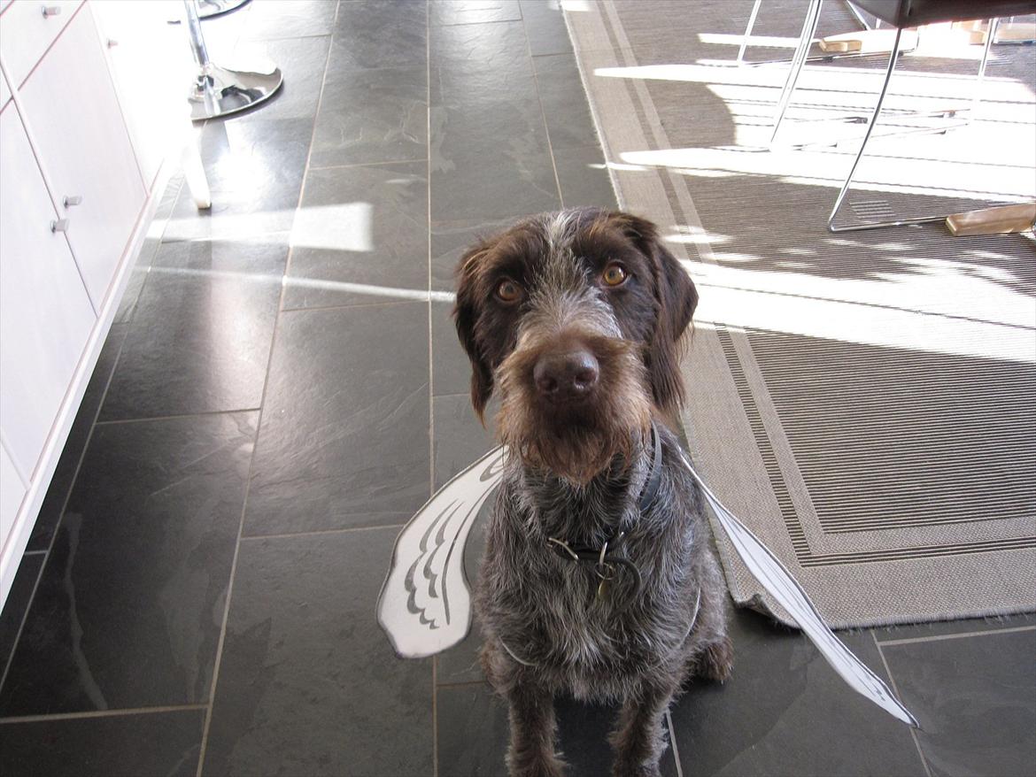 Ruhåret hønsehund Zenta - velkommen til zentas profil billede 1