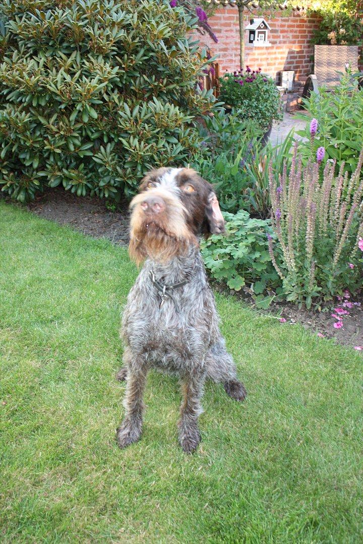 Ruhåret hønsehund Zenta - ude i haven billede 2