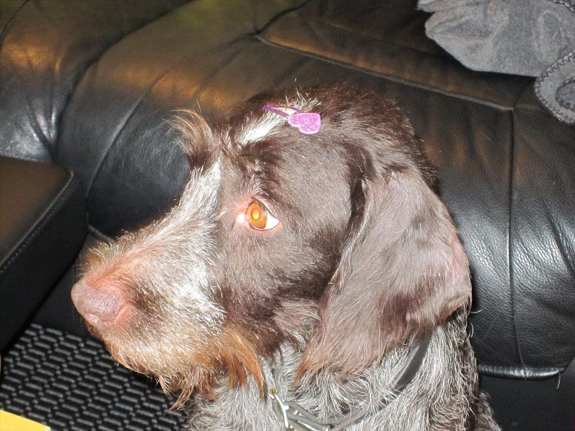 Ruhåret hønsehund Zenta - har fået hjerte spænde i pelsen billede 3