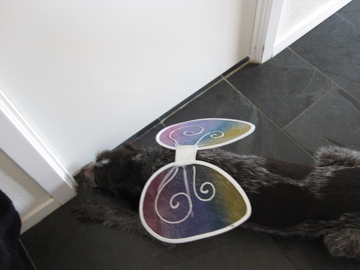 Ruhåret hønsehund Zenta - ti hi min elskede har vinger på billede 4