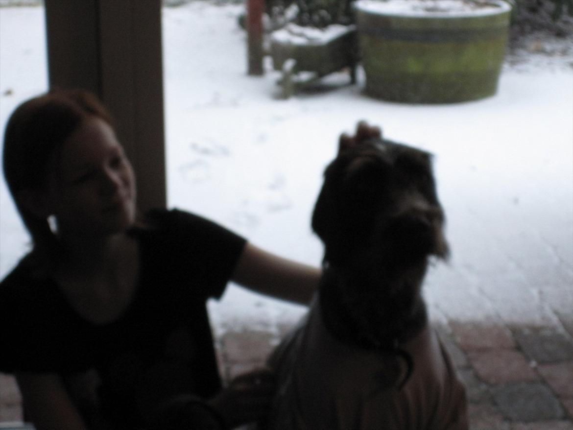 Ruhåret hønsehund Zenta billede 5