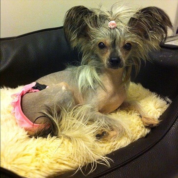 Chinese crested hårløs } Chelsy - 27. December, 2011. billede 7