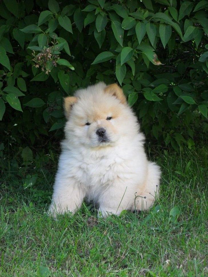 Chow chow Nin-T'sun Cooper De La Creme billede 2