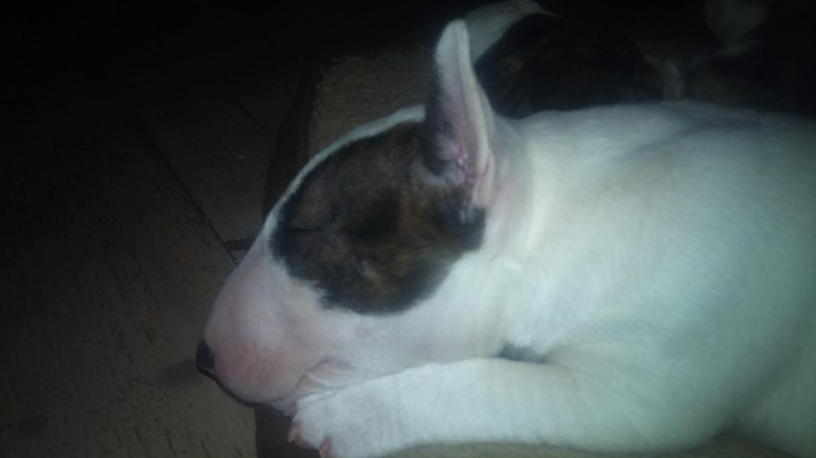 Bullterrier miniature FREJA billede 1