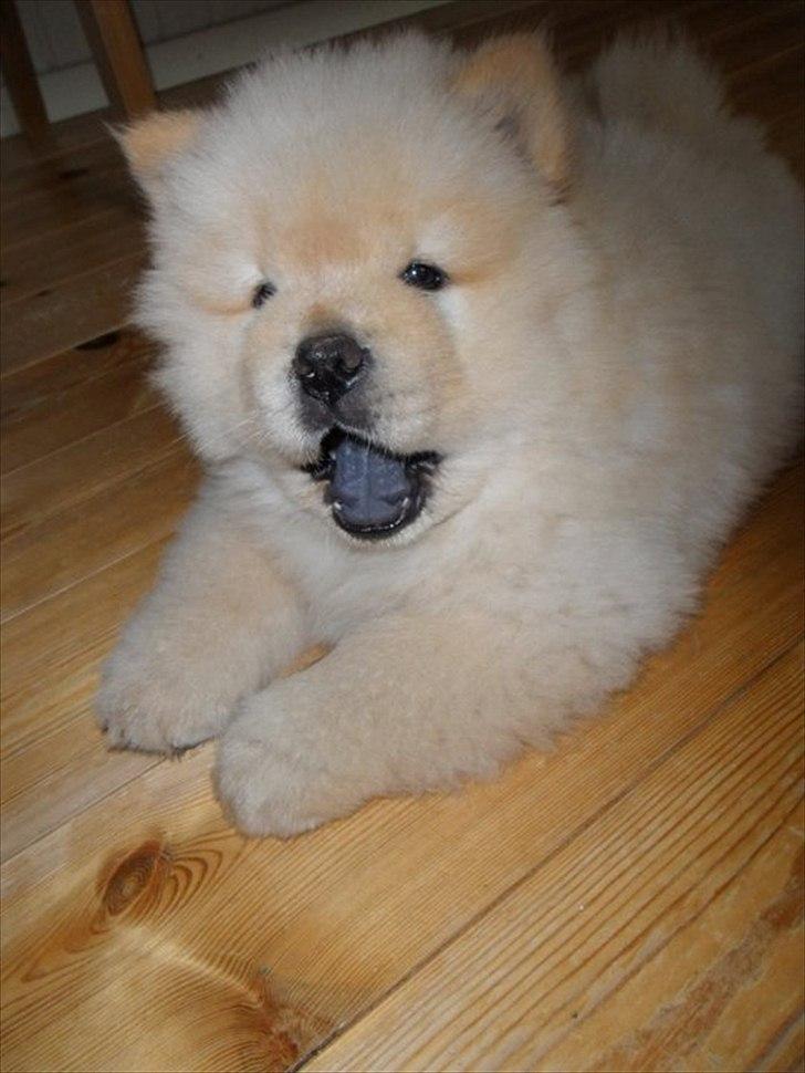 Chow chow Nin-T'sun Cooper De La Creme billede 11