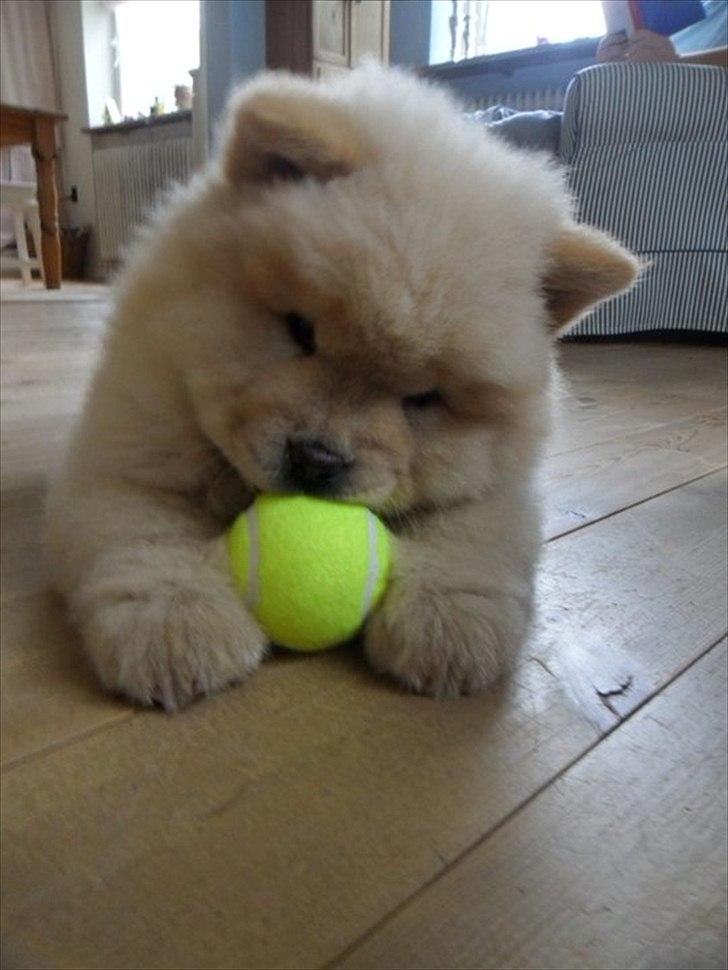 Chow chow Nin-T'sun Cooper De La Creme billede 10