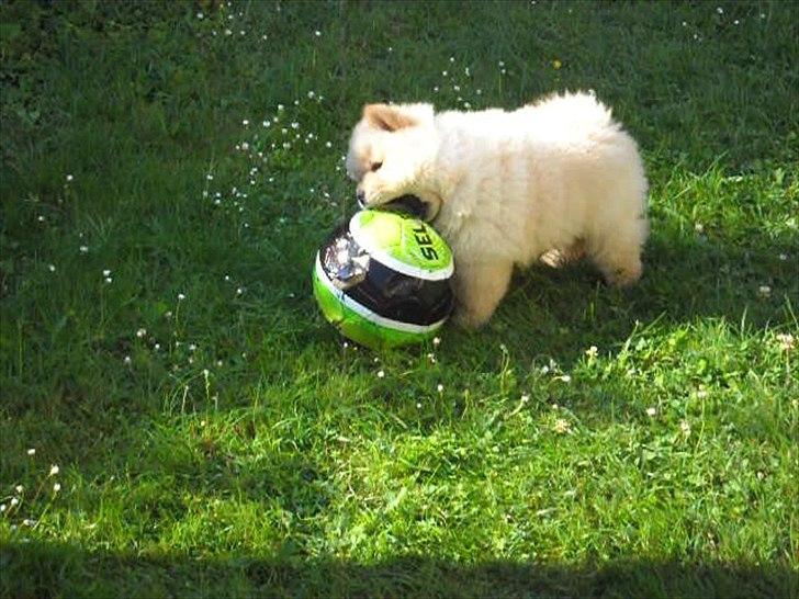 Chow chow Nin-T'sun Cooper De La Creme billede 6