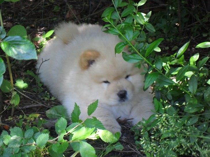 Chow chow Nin-T'sun Cooper De La Creme billede 3