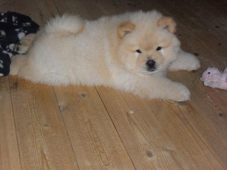 Chow chow Nin-T'sun Cooper De La Creme billede 9