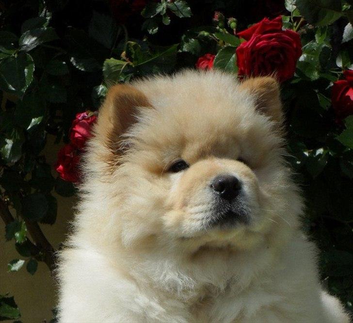 Chow chow Nin-T'sun Cooper De La Creme billede 7
