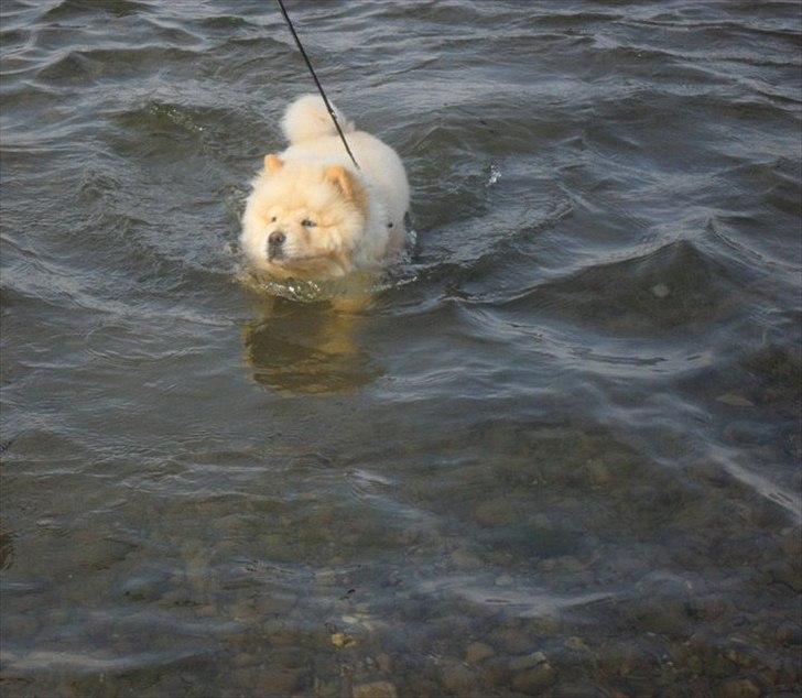 Chow chow Nin-T'sun Cooper De La Creme billede 15