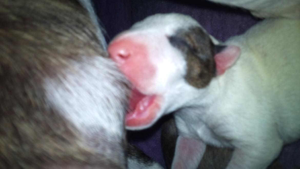 Bullterrier miniature FREJA billede 3