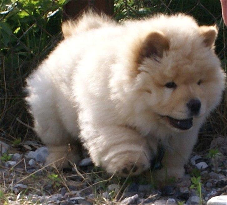 Chow chow Nin-T'sun Cooper De La Creme billede 13
