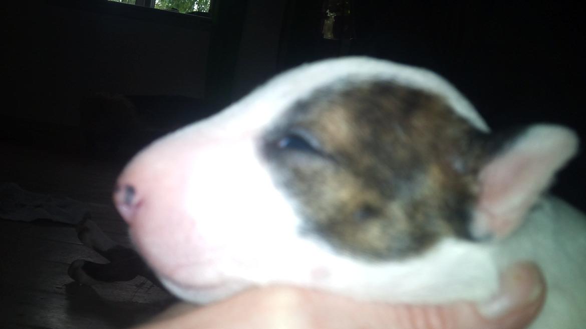 Bullterrier miniature FREJA billede 4